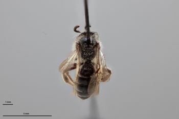 Media type: image;   Entomology 771540 Aspect: habitus dorsal view